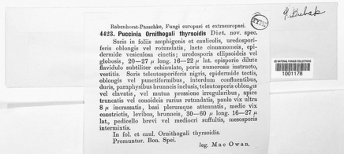 Puccinia ornithogali-thyrsoidis image